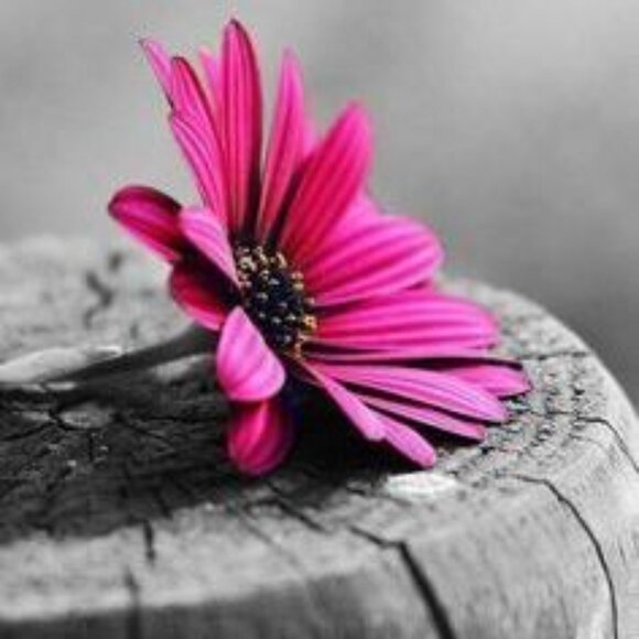 So Soft!!! Cute Buffalo David Bitton Turtleneck Sweater in Black & White Eyelash - Picture 7 of 16